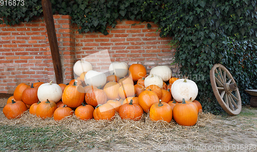 Image of ripe autumn pumpkins on the farm