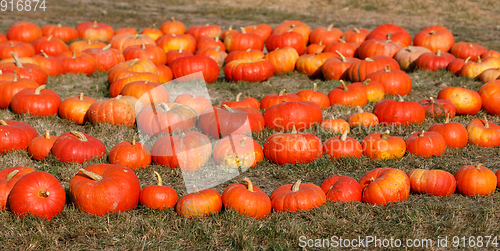 Image of Ripe autumn pumpkins ornaments on the farm