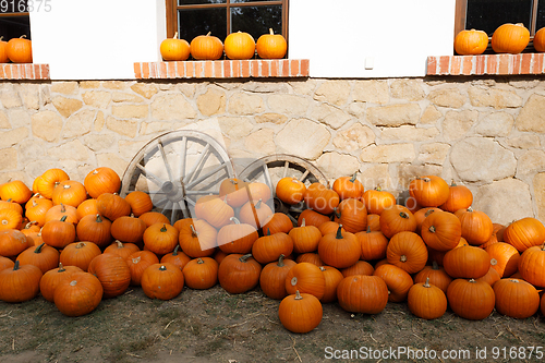 Image of ripe autumn pumpkins on the farm