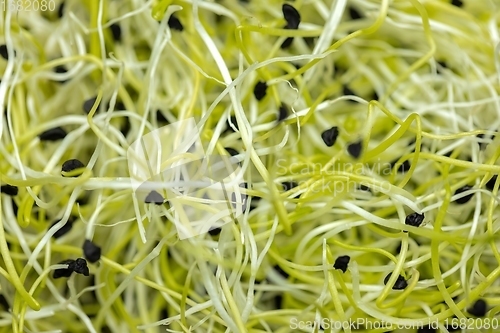Image of Healthy young sprouts to eat closeup texture