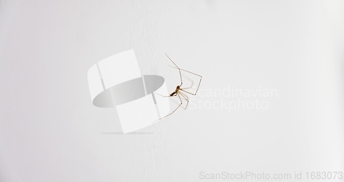 Image of Spider climbing up the wall closeup macro