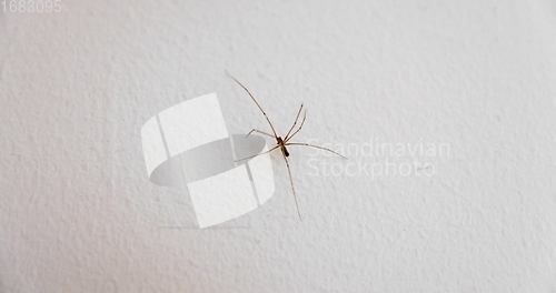 Image of Spider climbing up the wall closeup macro