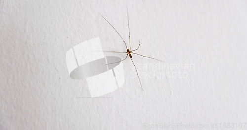 Image of Spider climbing up the wall closeup macro