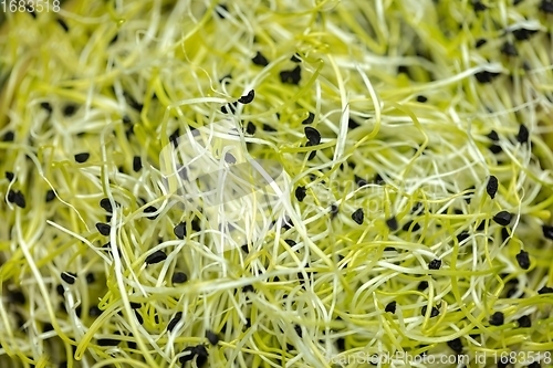 Image of Healthy young sprouts to eat closeup texture