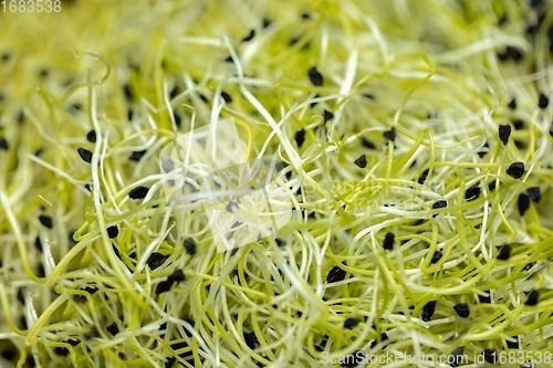 Image of Healthy young sprouts to eat closeup texture