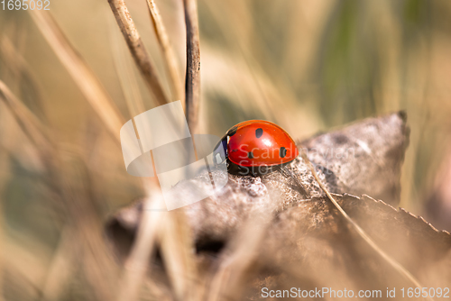 Image of Seven spotted ladybug in the grass