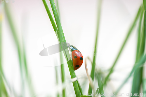 Image of Seven spotted ladybug in the grass