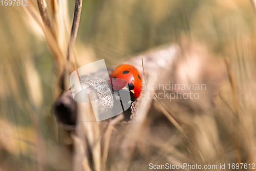 Image of Seven spotted ladybug in the grass