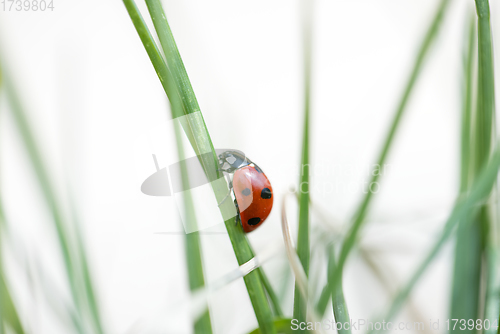 Image of Seven spotted ladybug in the grass