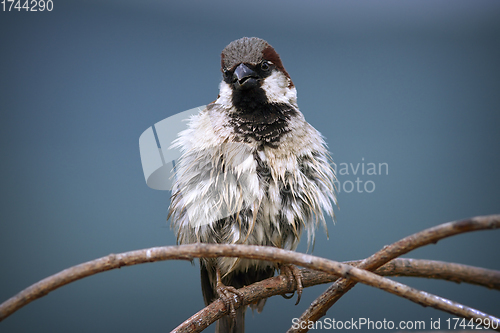 Image of fluffy male house sparrow