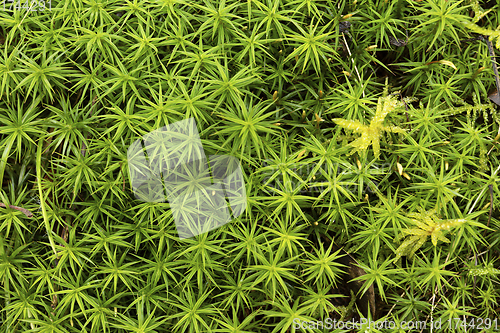Image of green fresh natural moss