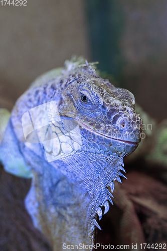 Image of green iguana portrait