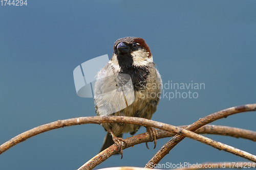 Image of male sparrow over colorful out of focus background