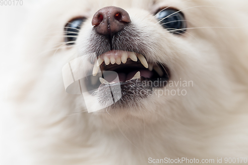Image of White pomeranian dog barking close up