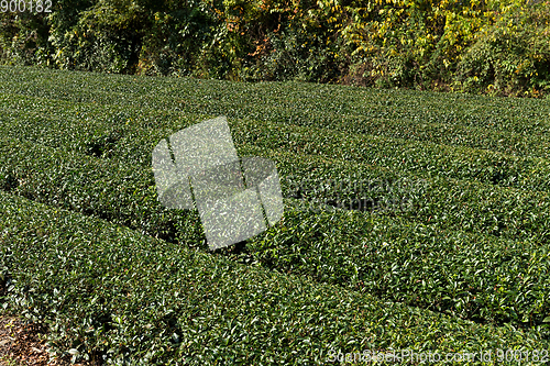 Image of Fresh Tea farm