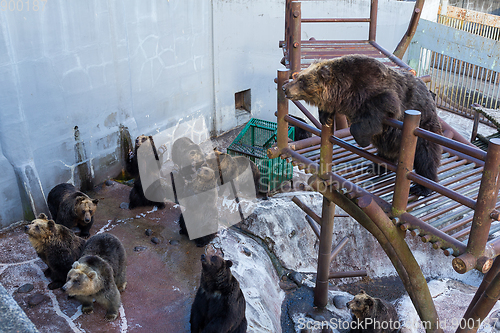 Image of Bear looking for food in zoo park