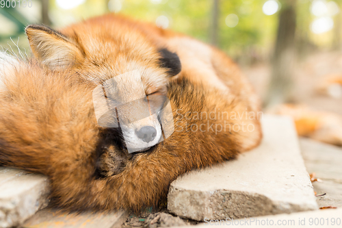 Image of Sleeping fox