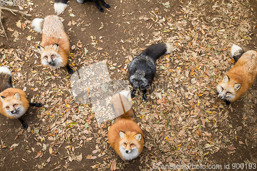 Image of Red fox waiting for food