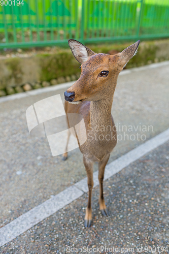 Image of Wild deer 