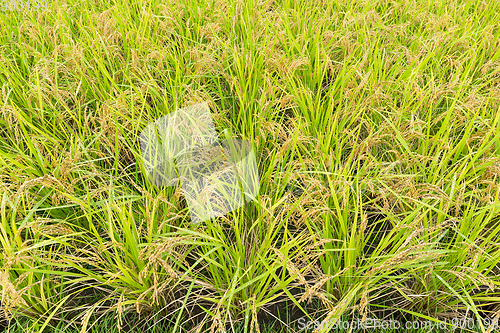 Image of Paddy Rice field 