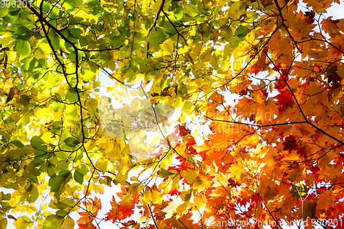 Image of Fall trees and leaves