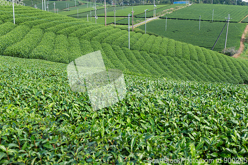 Image of Tea field