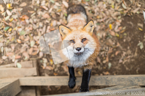 Image of Fox waiting for food