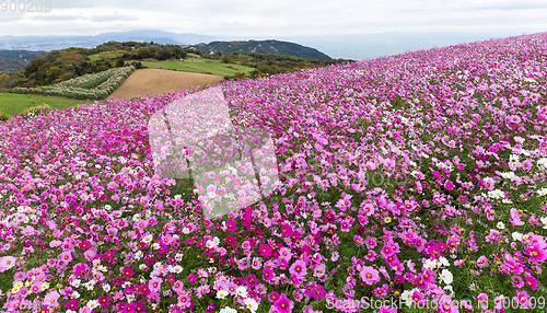 Image of Cosmos flower field