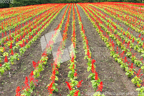 Image of Salvia field in red