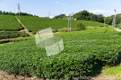 Image of Tea garden