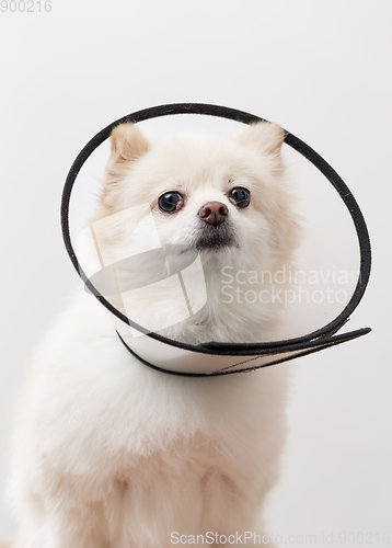 Image of White Pomeranian with protective collar