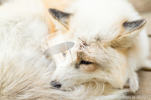 Image of Fox sleeping at outdoor