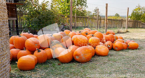 Image of ripe autumn pumpkins on the farm