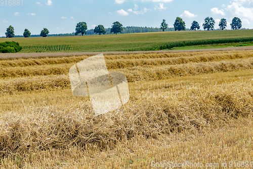 Image of summer partially harvested wheat field