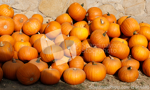 Image of ripe autumn pumpkins on the farm