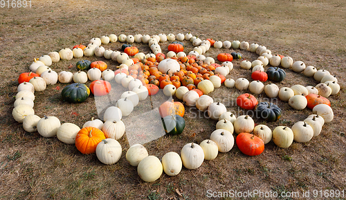 Image of Ripe autumn pumpkins ornaments on the farm