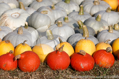 Image of Ripe autumn pumpkins ornaments on the farm