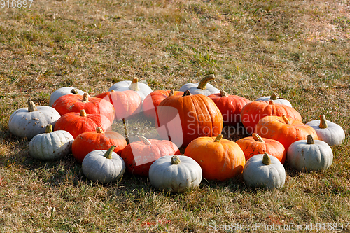 Image of Ripe autumn pumpkins ornaments on the farm