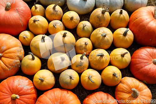 Image of Ripe autumn pumpkins ornaments on the farm