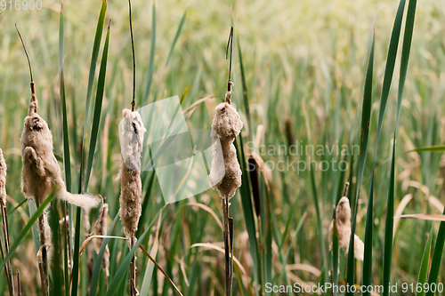 Image of reeds at the pond