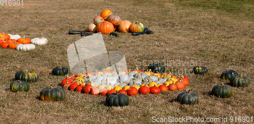 Image of Ripe autumn pumpkins ornaments on the farm