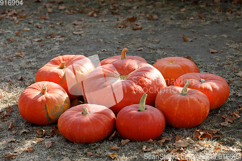 Image of Ripe autumn pumpkins ornaments on the farm