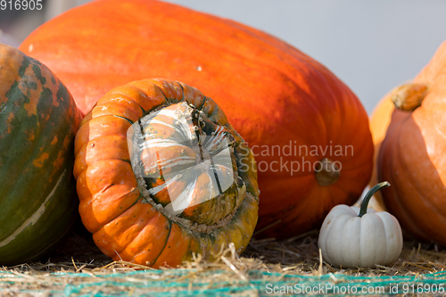 Image of various types of ripe autumn pumpkins on the farm