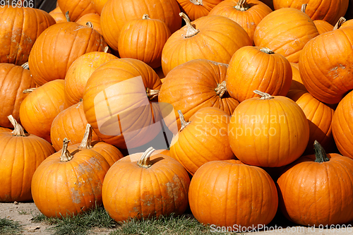 Image of ripe autumn pumpkins on the farm