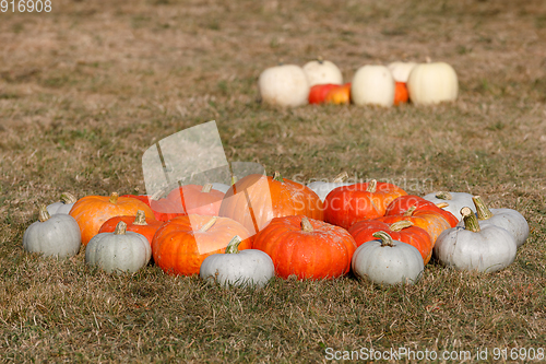 Image of Ripe autumn pumpkins ornaments on the farm