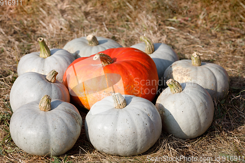Image of Ripe autumn pumpkins ornaments on the farm