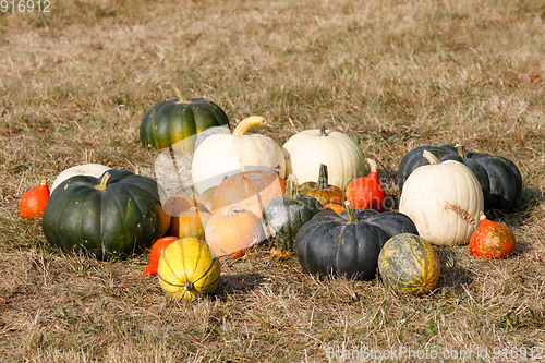 Image of Ripe autumn pumpkins ornaments on the farm