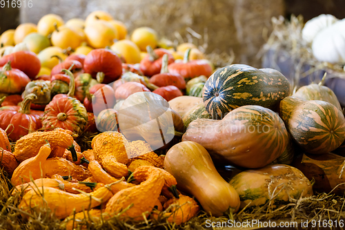 Image of various types of ripe autumn pumpkins on the farm