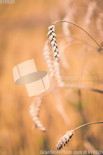 Image of Organic golden spring cereal wheat grains