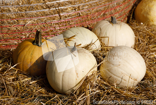 Image of various types of ripe autumn pumpkins on the farm